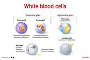 White Blood Cell Chart