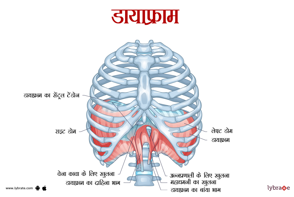 डायाफ्राम का चित्र | Diaphragm Ki Image