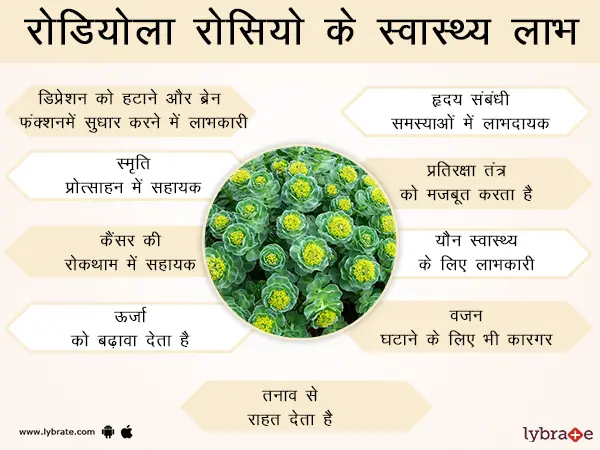 रोडियोला रोसियो के स्वास्थ्य लाभ