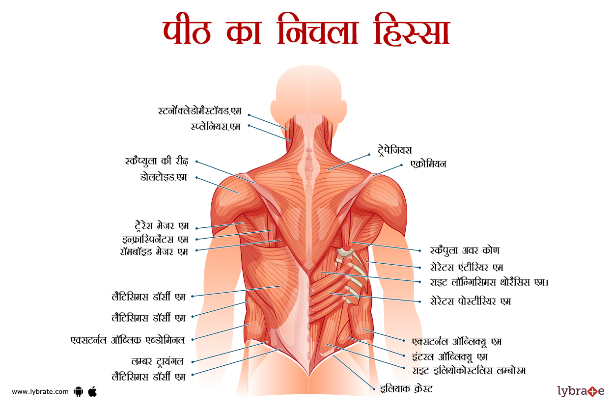 लोअर बैक का चित्र | Lower Back Ki Image