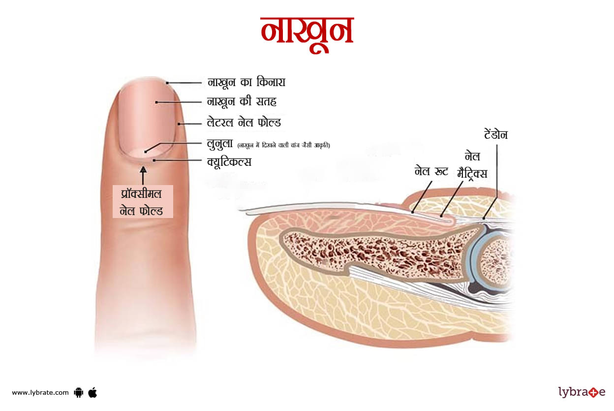 Preserve 203+ nail in hindi super hot