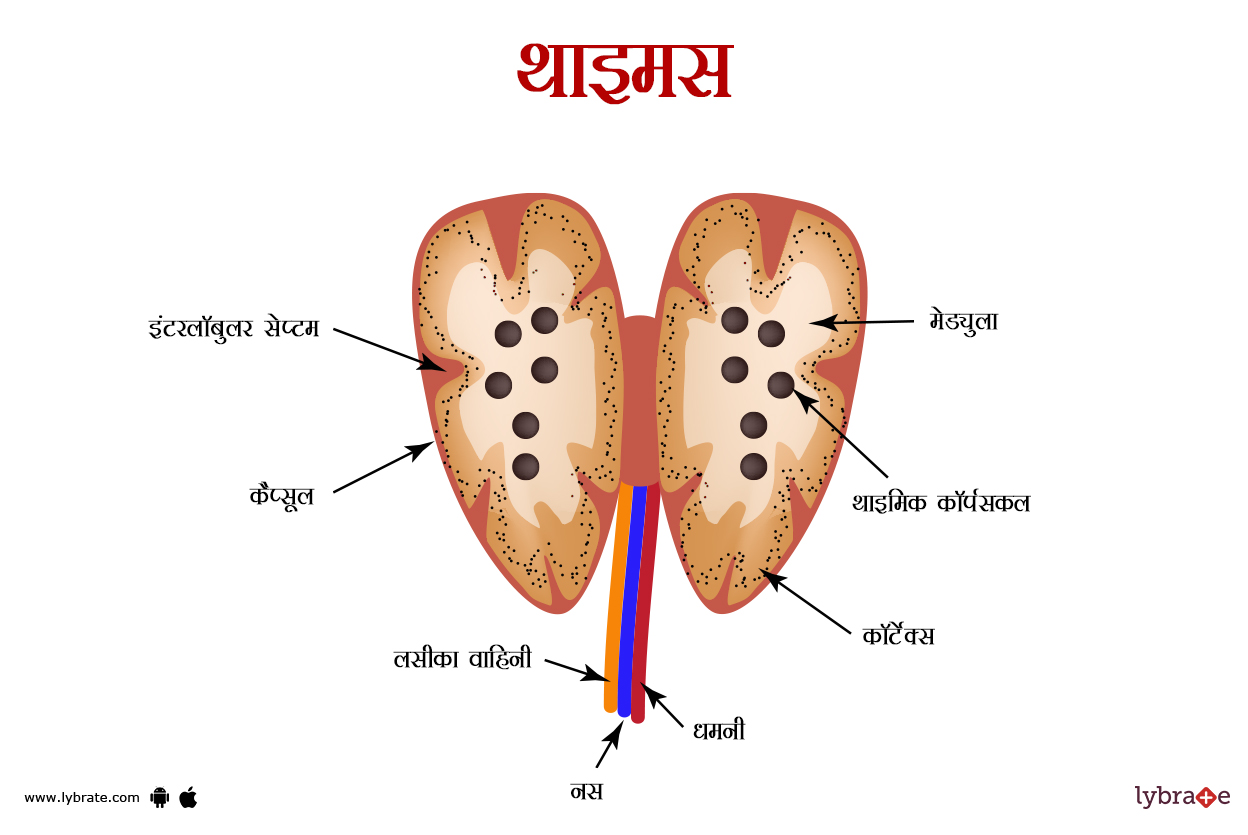 थाइमस ग्लैंड का चित्र | Thymus gland Ki Image