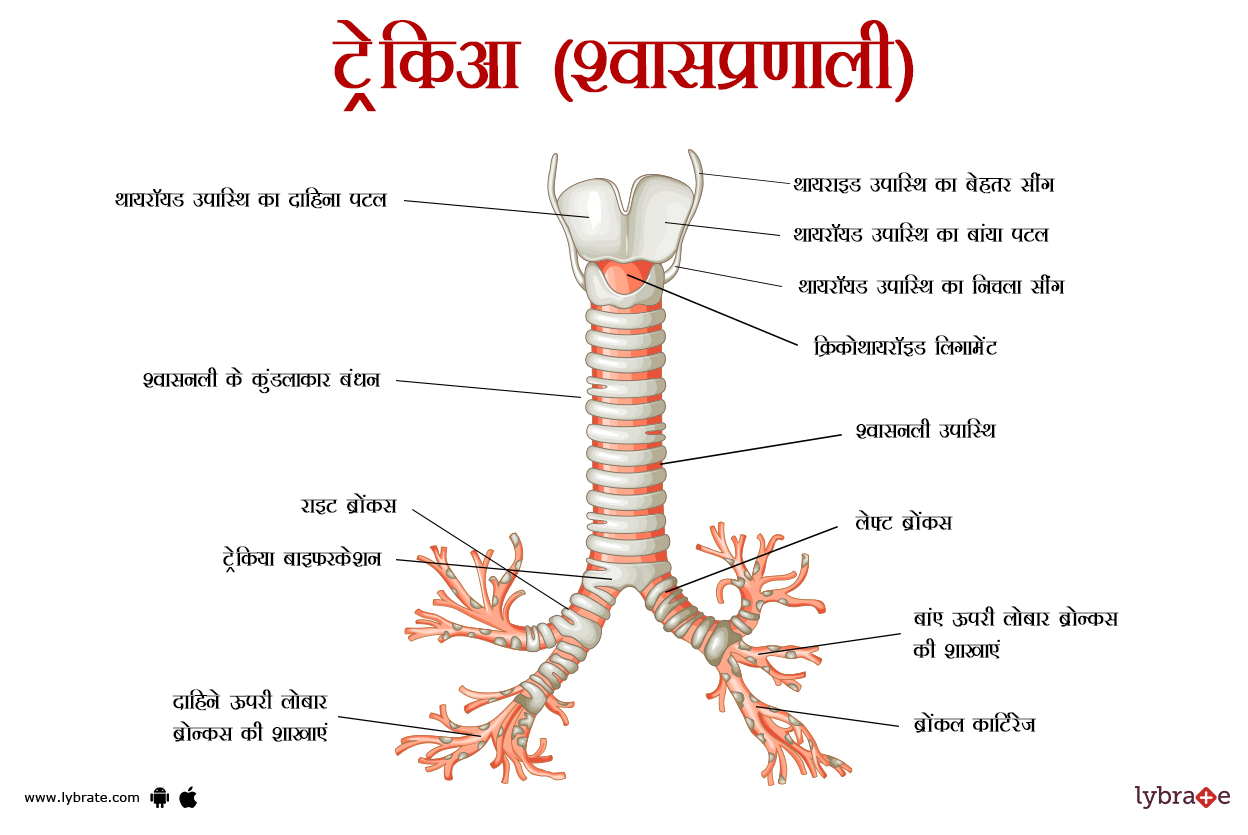 श्वासनली का चित्र | Trachea Ki Image