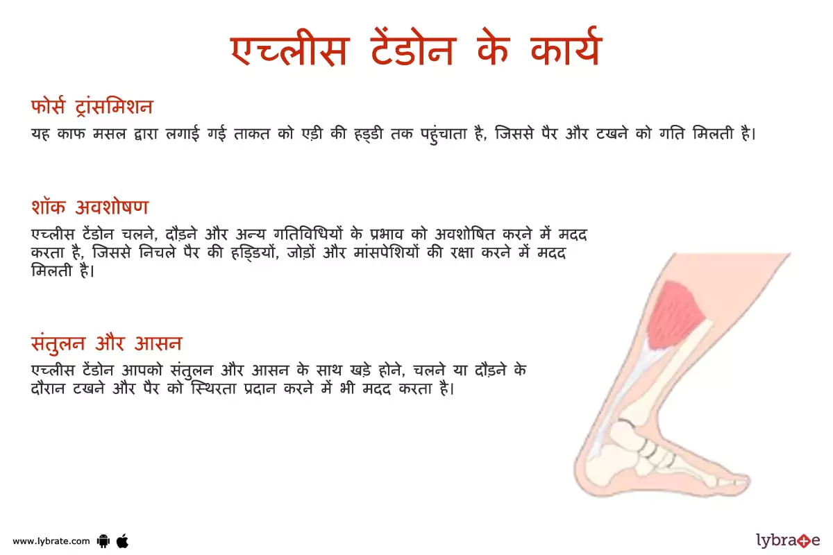 अकिलिस टेंडन के कार्य | Achilles Tendon Ke Kaam