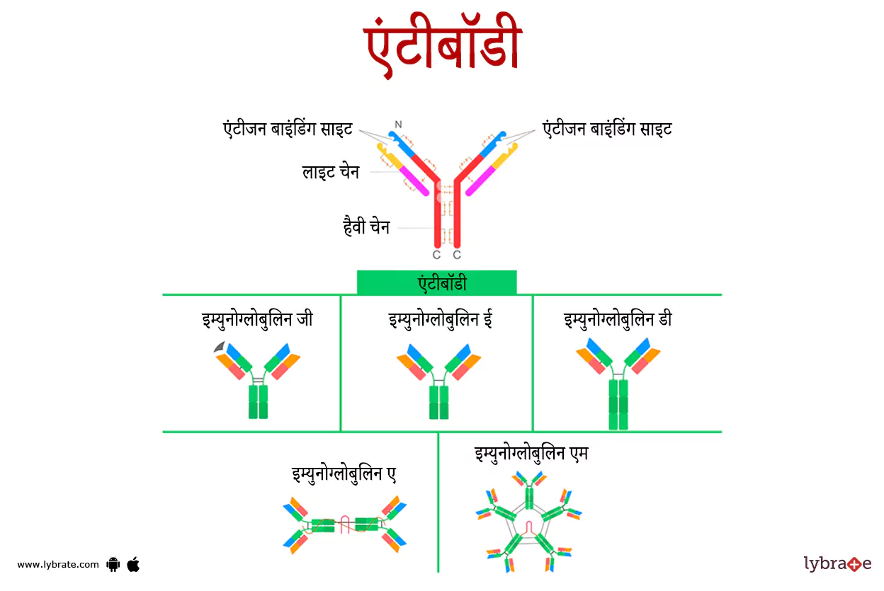 एंटीबॉडीज़ का चित्र | Antibodies Ki Image