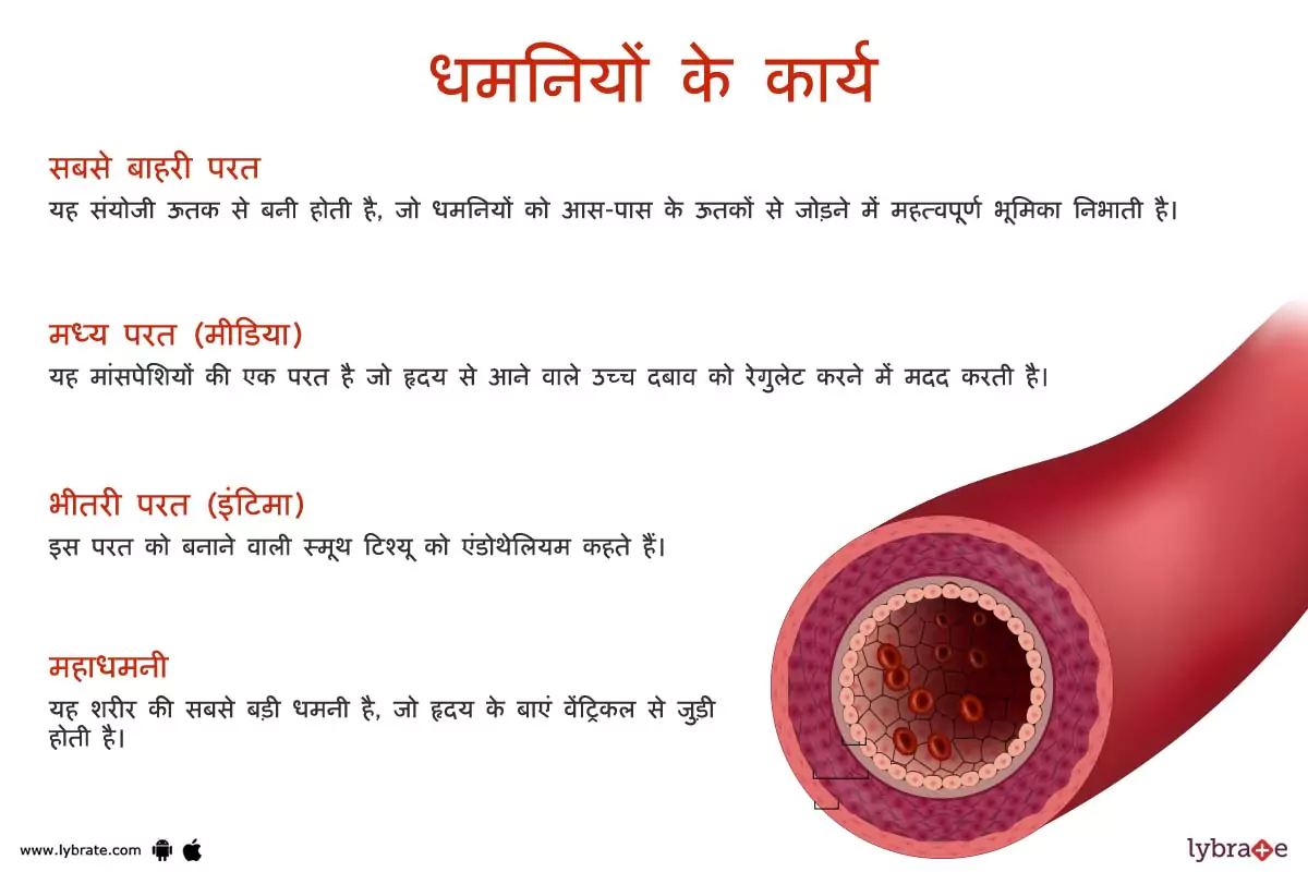 आर्टरीज़ के कार्य | Arteries Ke Kaam