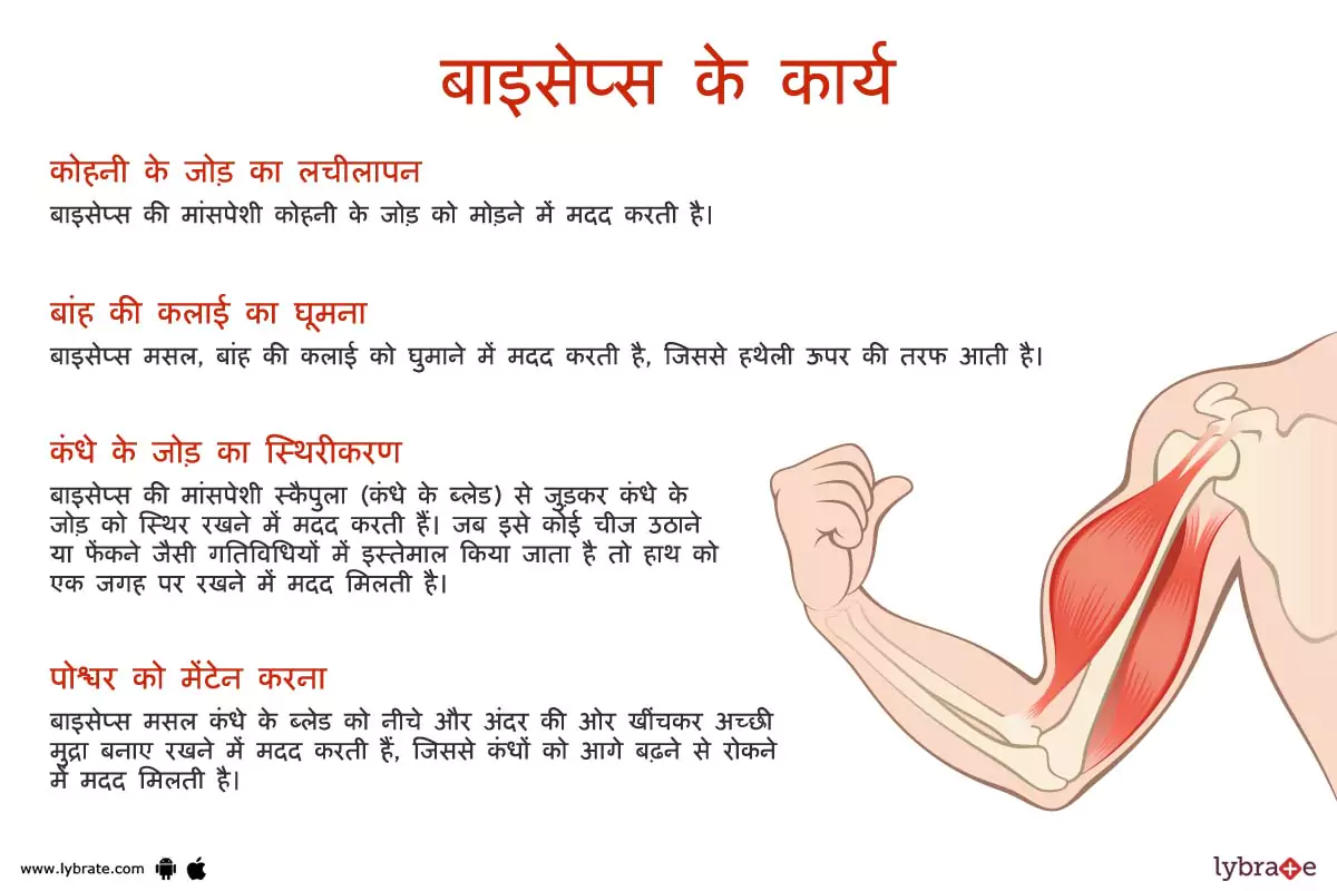 बाइसेप्स के कार्य | Biceps Ke Kaam