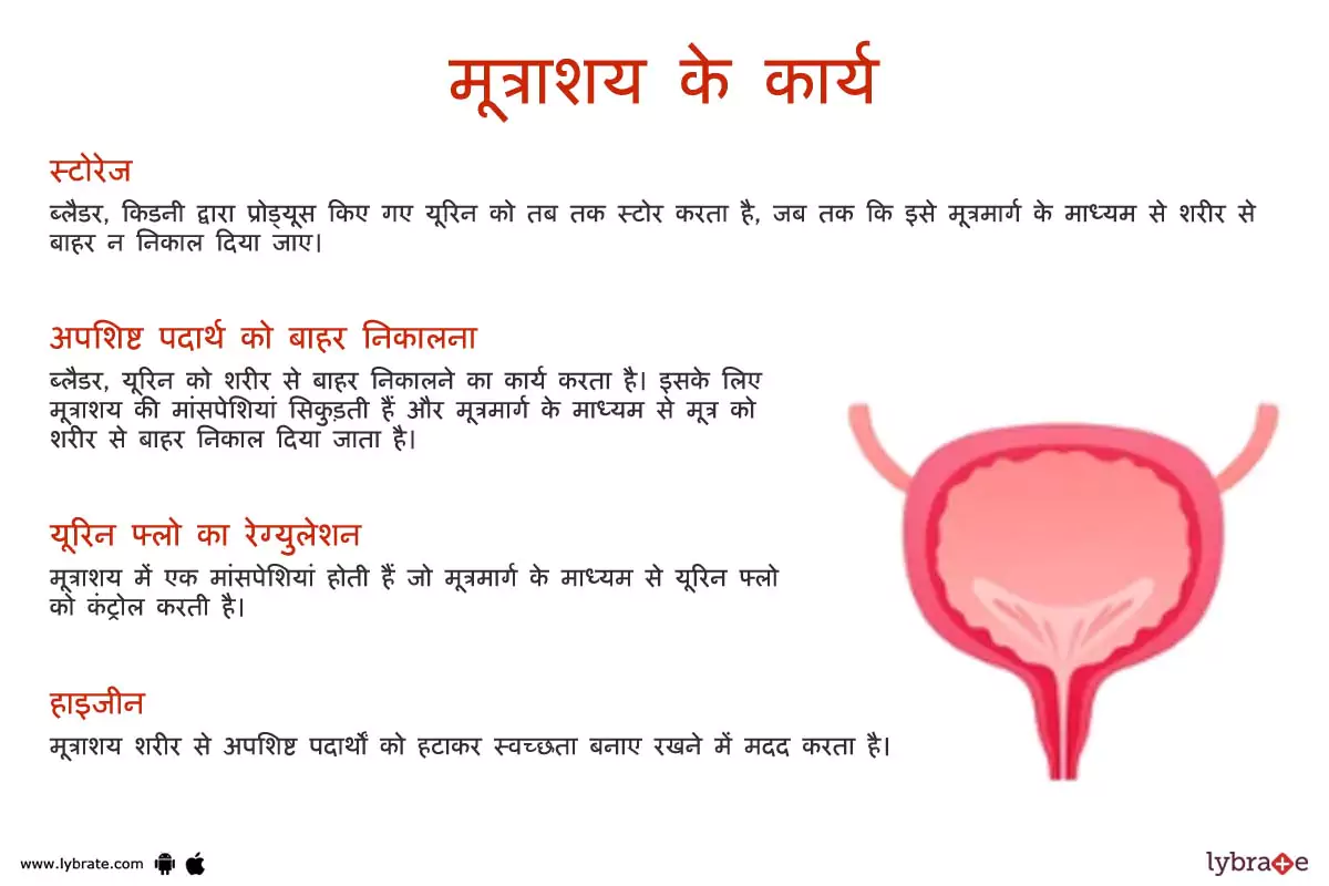 मूत्राशय(ब्लैडर) के कार्य | Bladder Ke Kaam