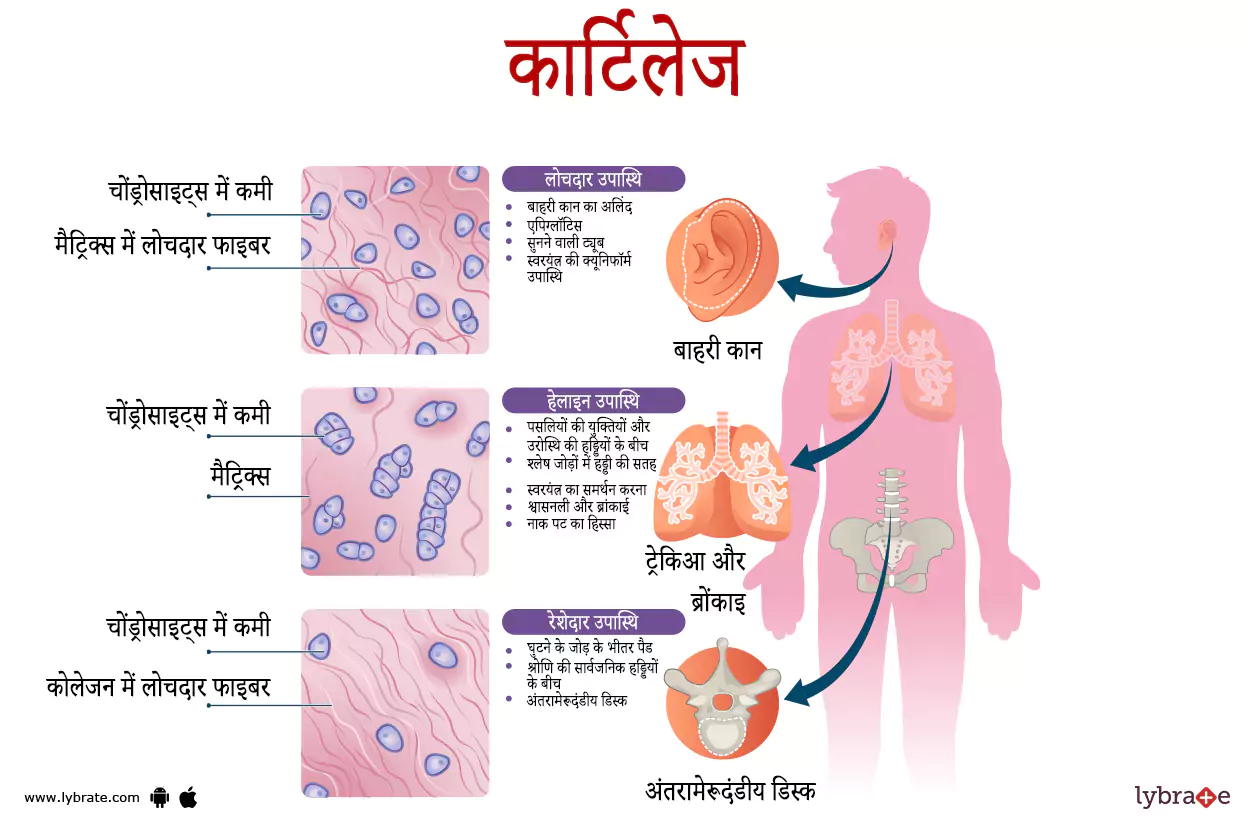 उपास्थि (Cartilage) का चित्र | Cartilage Ki Image