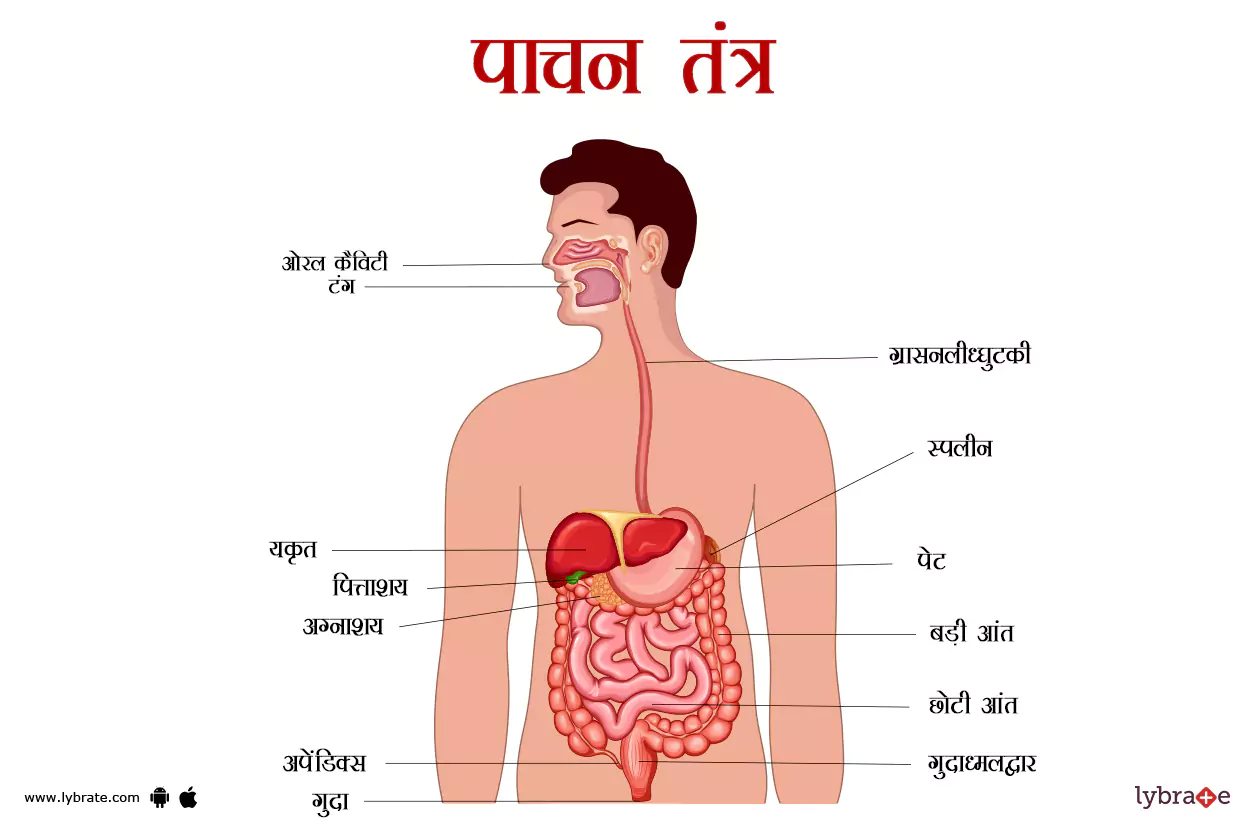 पाचन क्रिया(डाइजेस्टिव सिस्टम) का चित्र | Digestive System Ki Image
