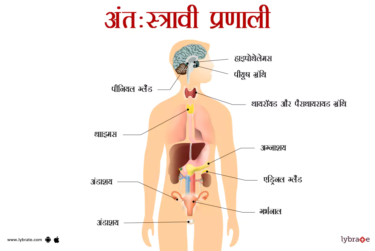 अंतःस्रावी तंत्र(एंडोक्राइन सिस्टम) का चित्र | Endocrine System Ki Image