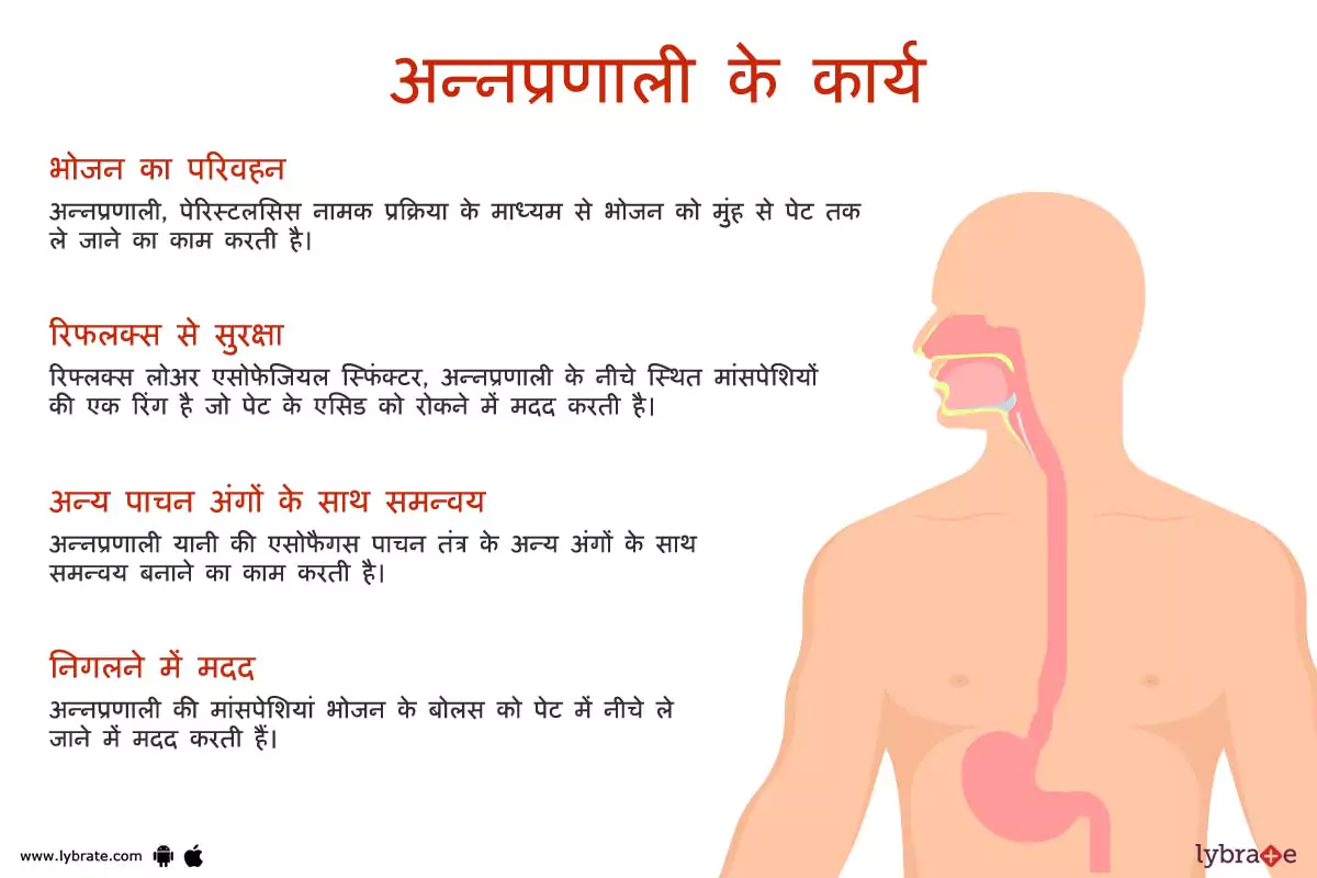 एसोफैगस(अन्नप्रणाली) के कार्य | Esophagus Ke Kaam