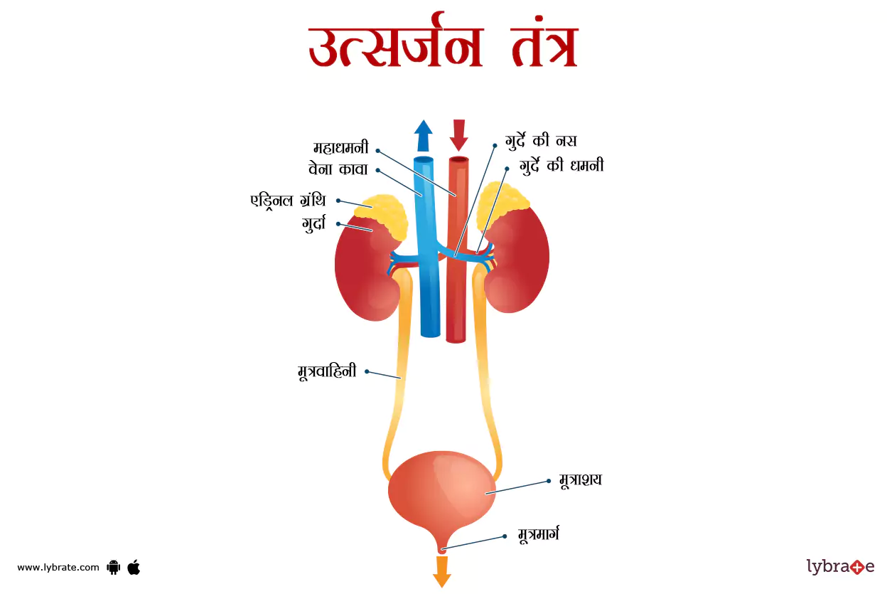 उत्सर्जन प्रणाली(एक्सक्रीटरी सिस्टम) का चित्र | Excretory system Ki Image