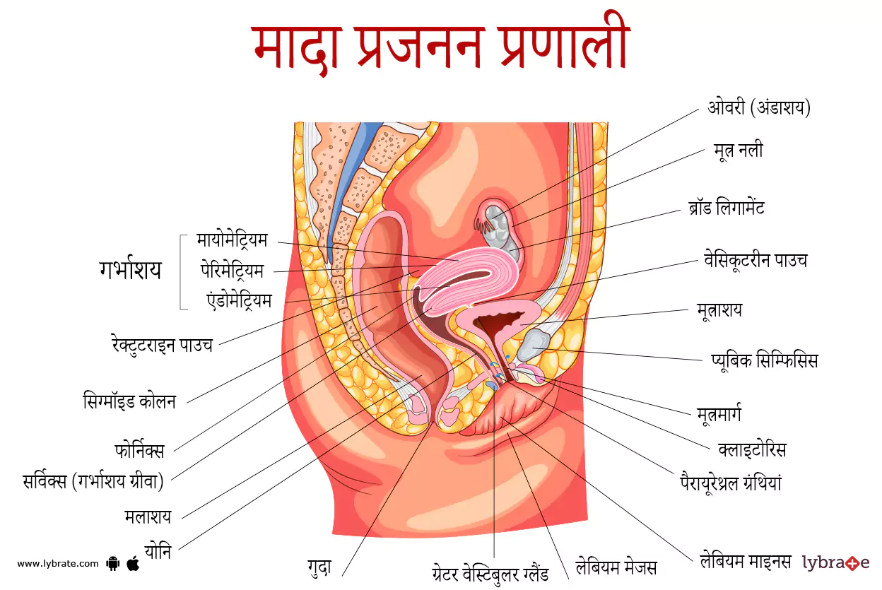 महिला प्रजनन प्रणाली का चित्र | Female Reproductive System Ki Image