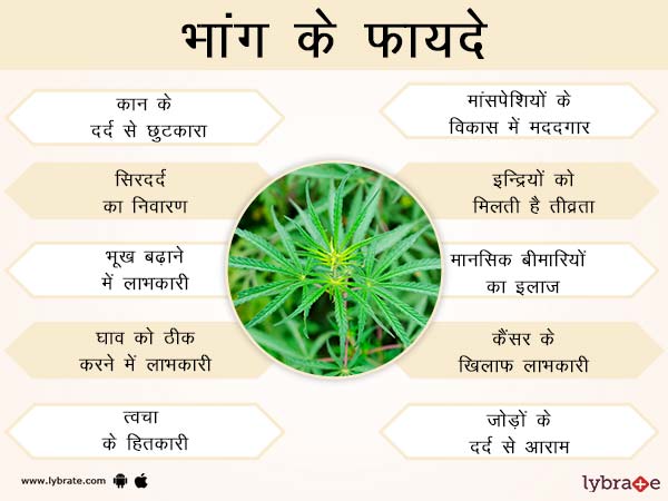 भांग के फायदे 