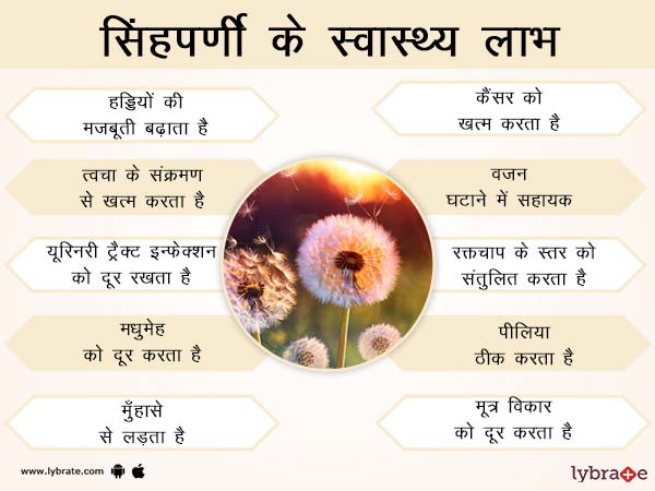 सिंहपर्णी के स्वास्थ्य लाभ
