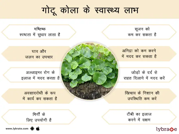गोटू कोला के स्वास्थ्य लाभ