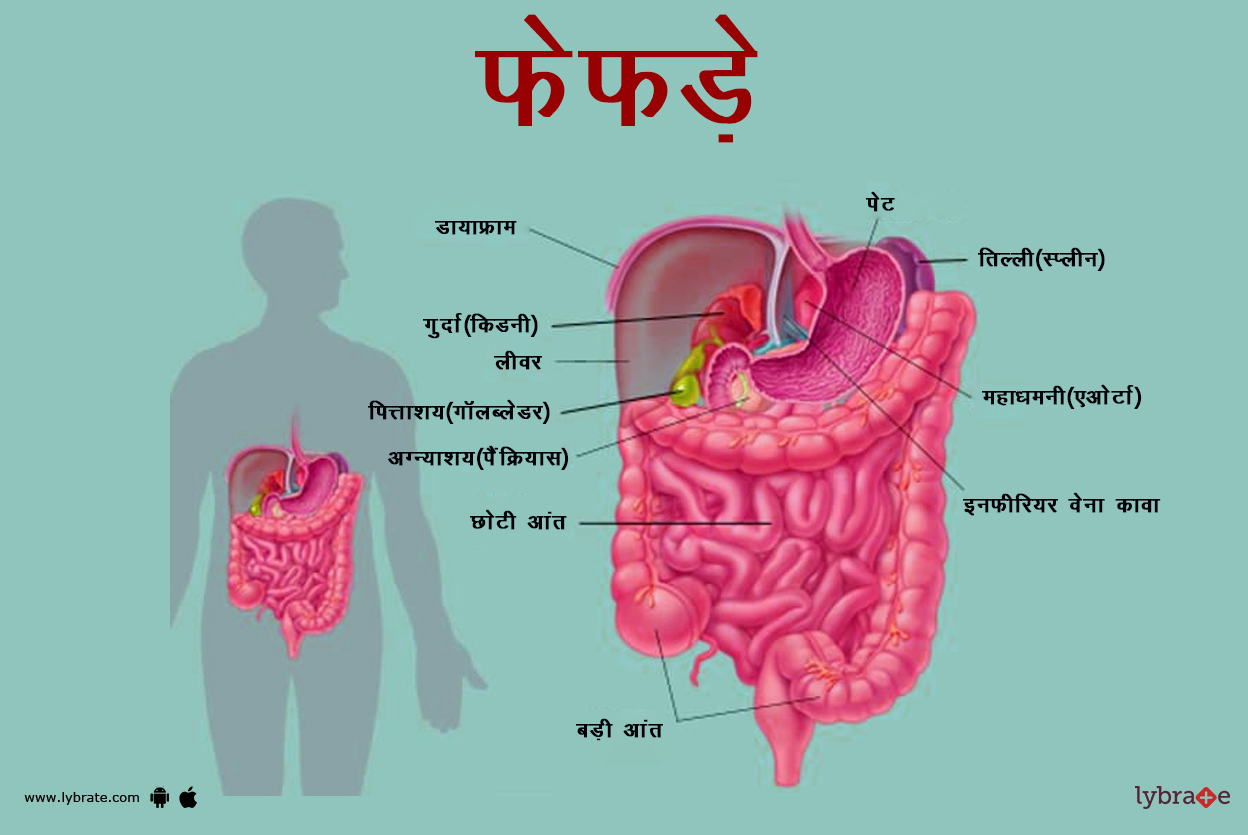 एब्डोमेन का चित्र | Abdomen Ki Image