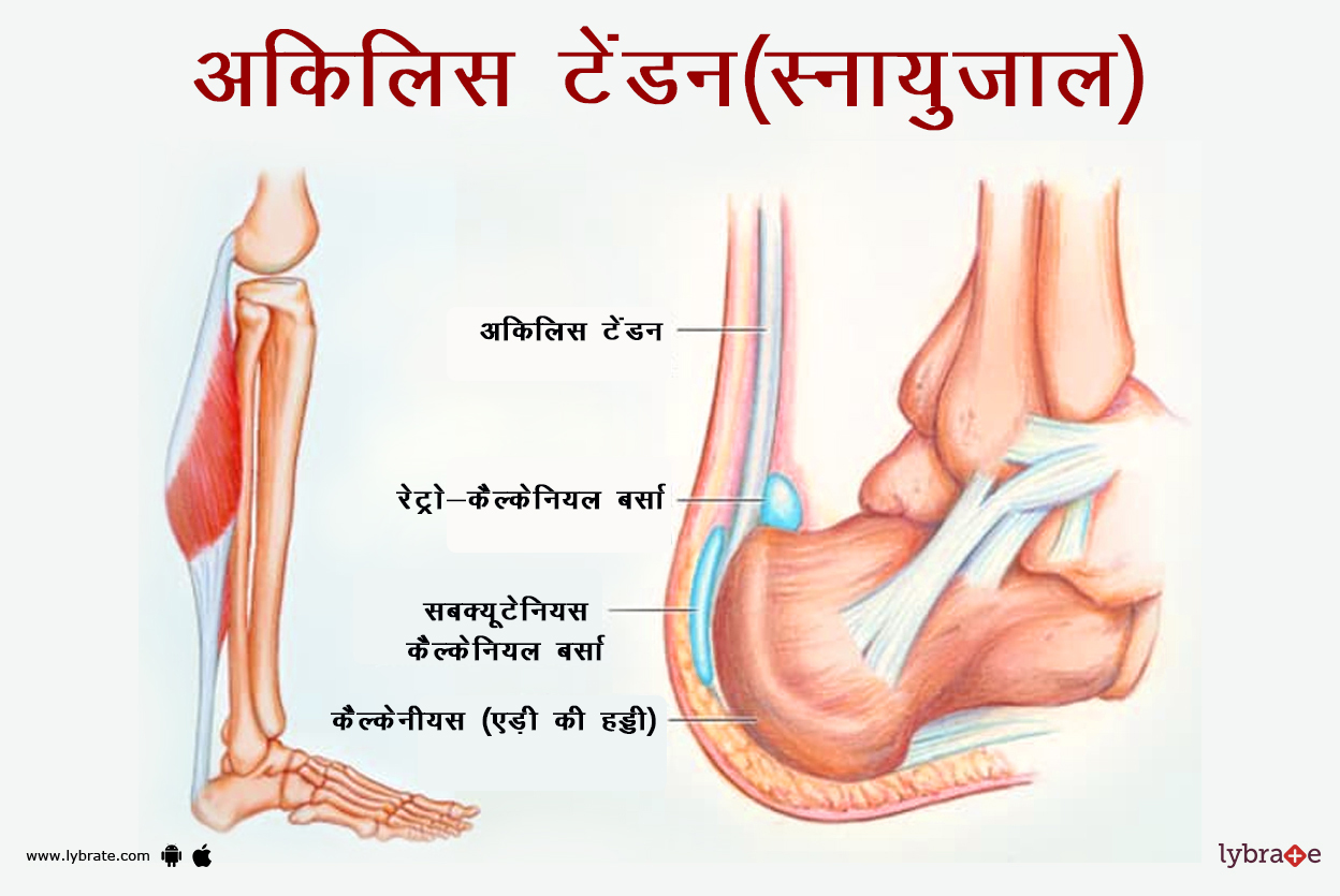 अकिलिस टेंडन का चित्र | Achilles Tendon Ki Image