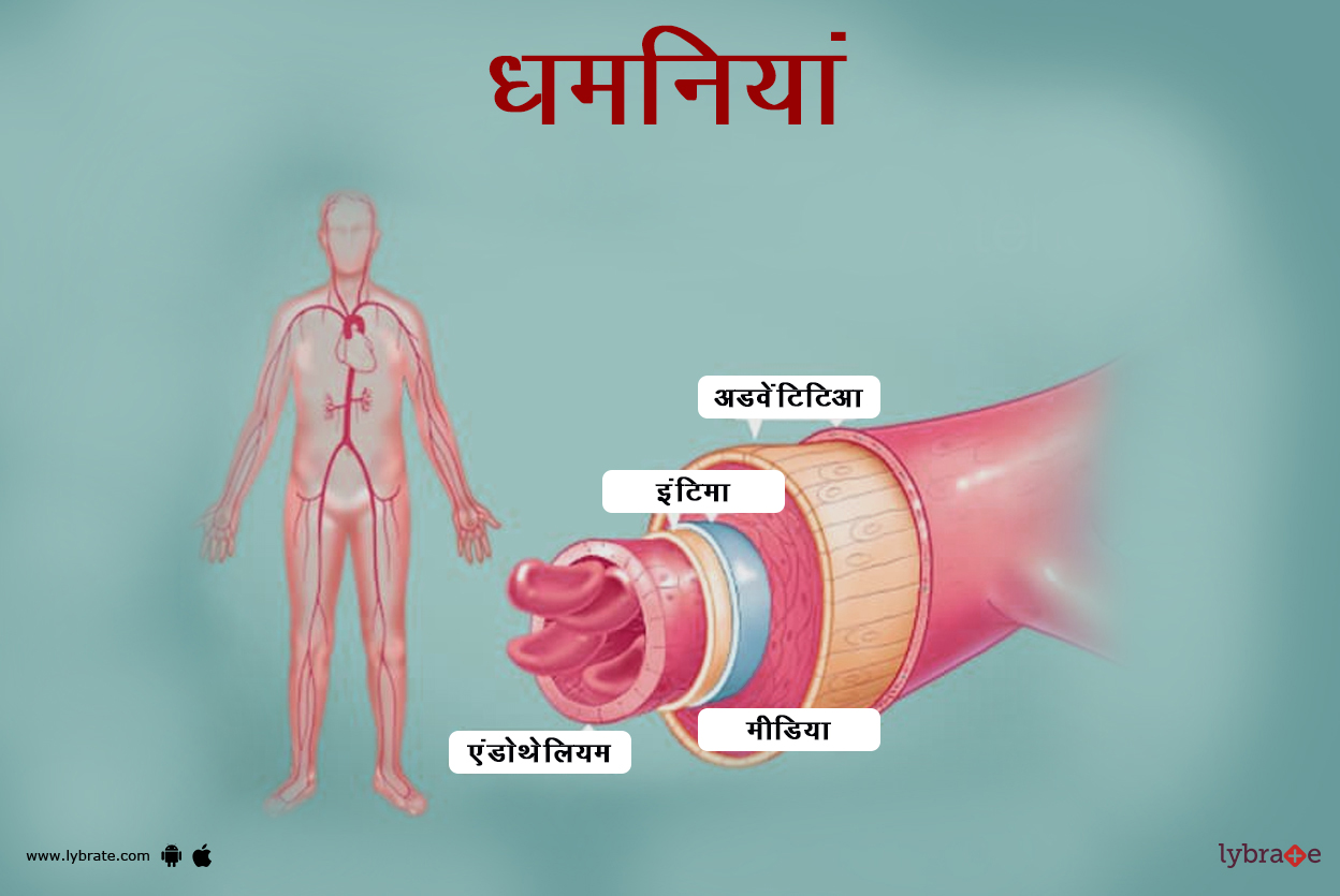 आर्टरीज़ का चित्र | Arteries Ki Image