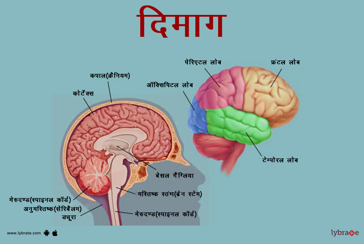 ब्रेन(दिमाग) का चित्र | Brain Ki Image