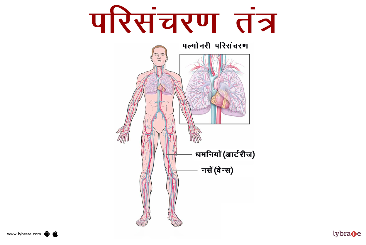 सर्कुलेटरी सिस्टम का चित्र | Circulatory System Ki Image