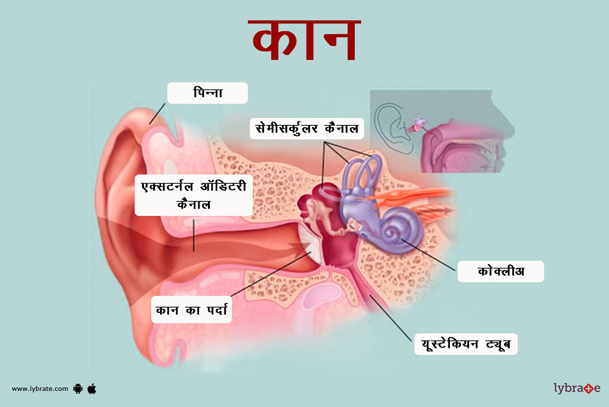 कान का चित्र | Ear Ki Image