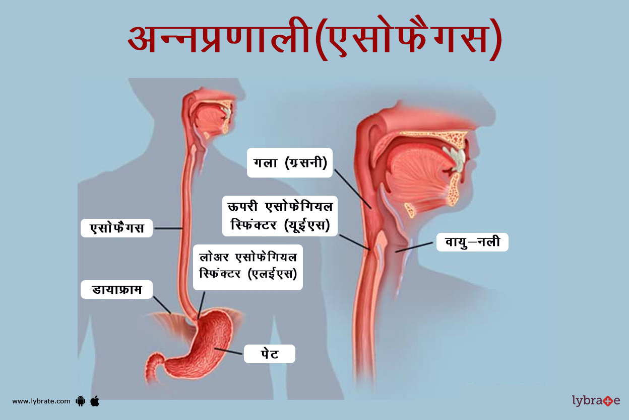 एसोफैगस(अन्नप्रणाली) का चित्र | Esophagus Ki Image