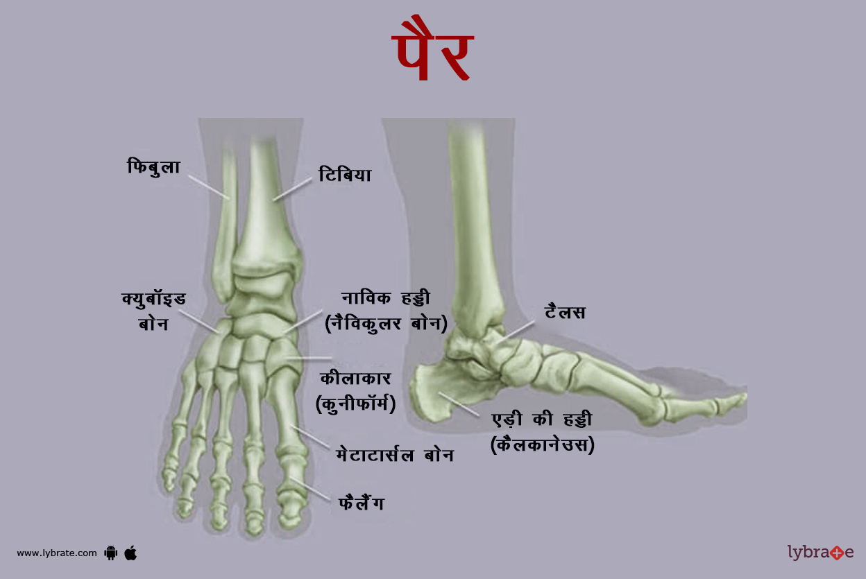 पैर (फुट) का चित्र | Foot Ki Image