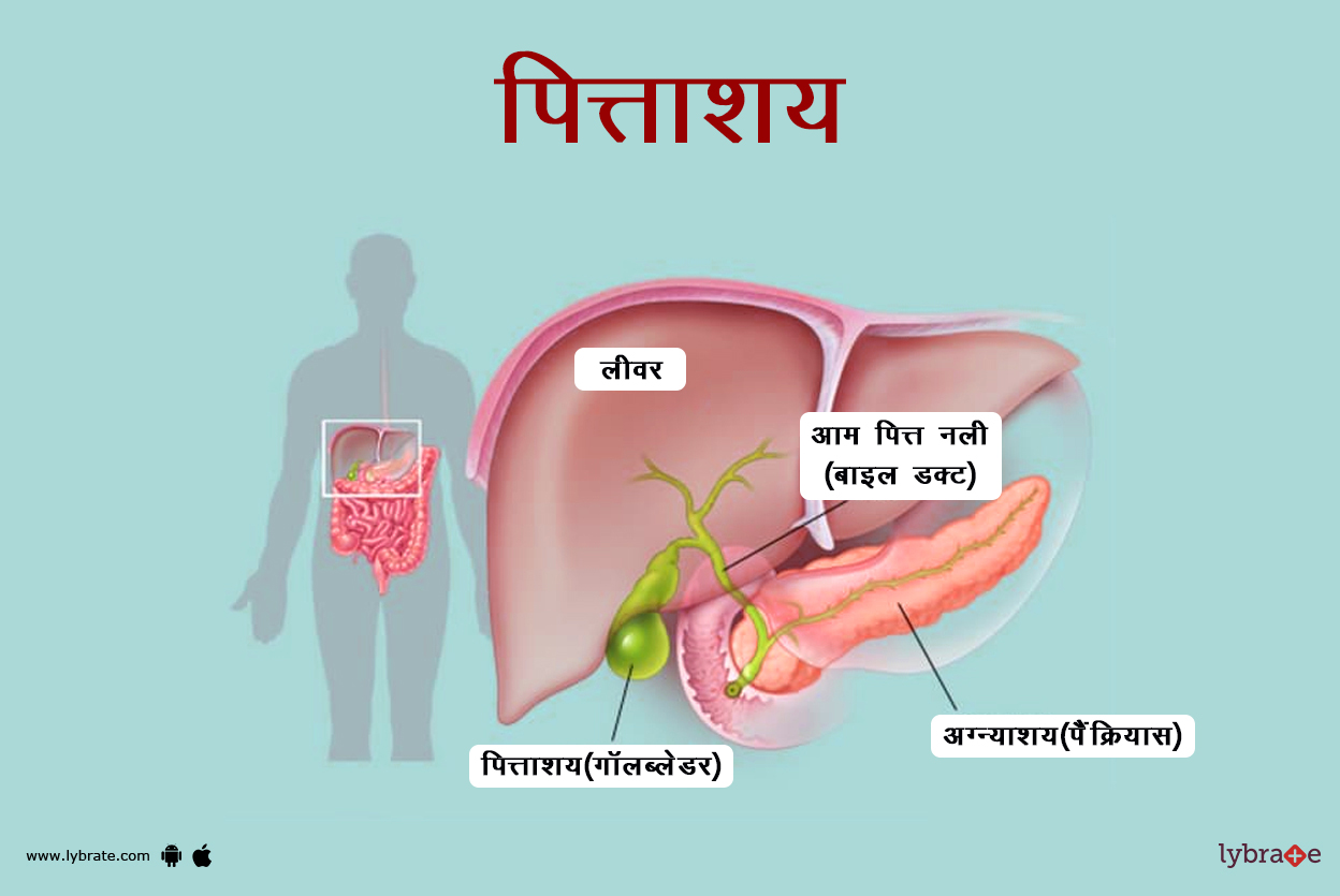गॉलब्लेडर का चित्र | Gallbladder Ki Image