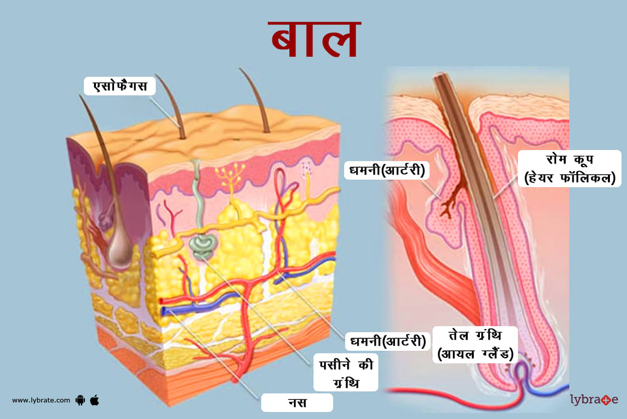 बाल- शरीर रचना (चित्र, कार्य, बीमारी, इलाज) बाल- शरीर रचना (चित्र, कार्य, बीमारी, इलाज)