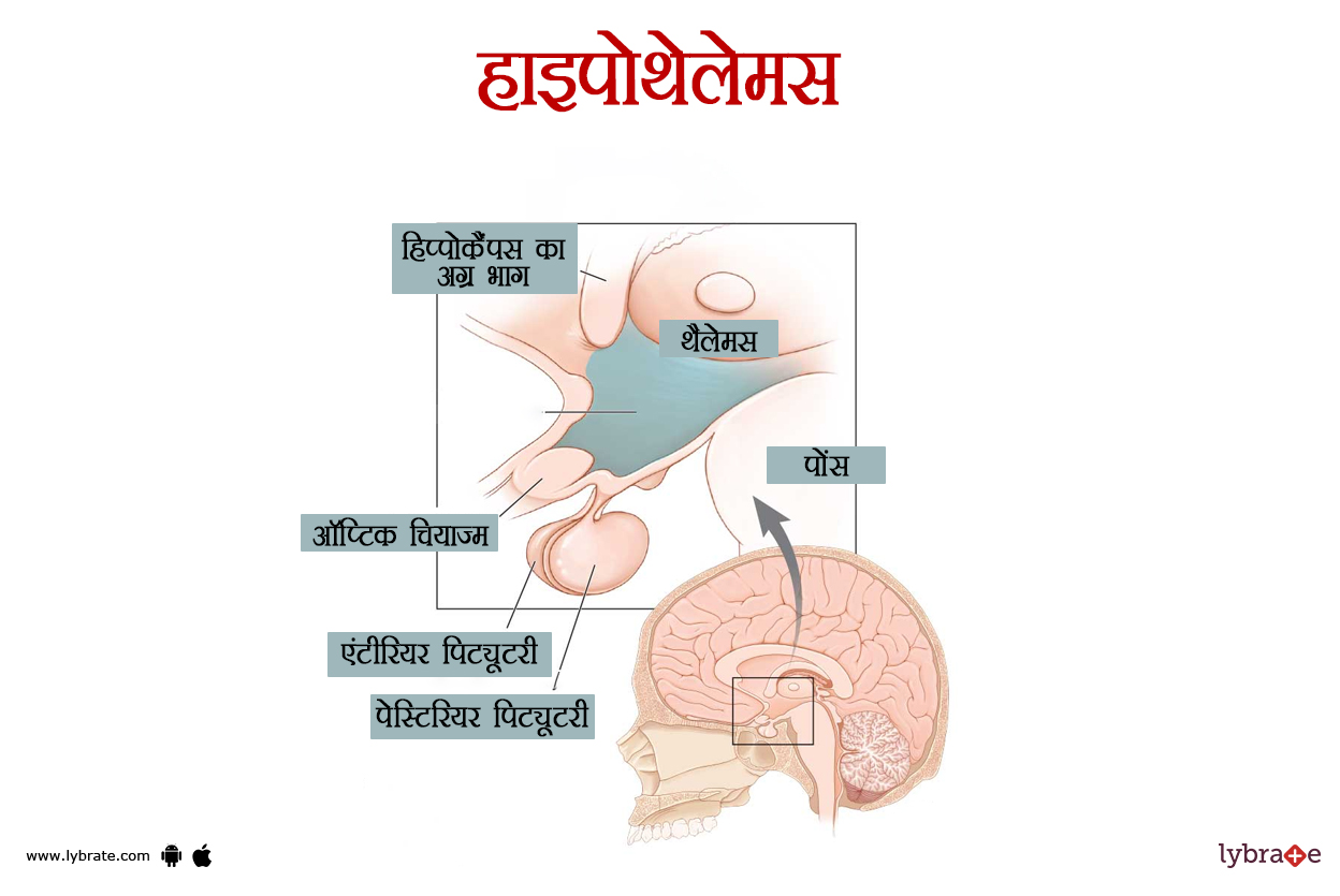 हाइपोथैलेमस का चित्र | Hypothalamus Ki Image
