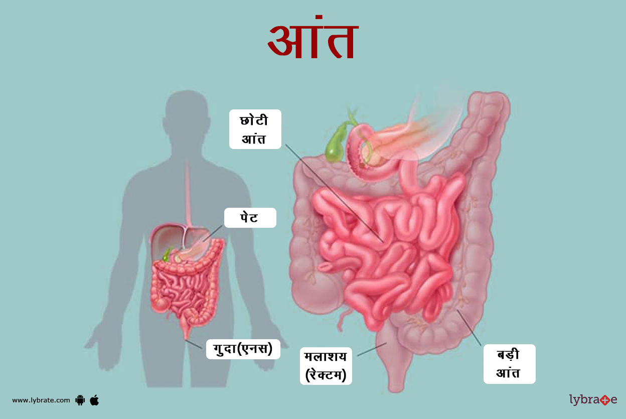 आंतों का चित्र