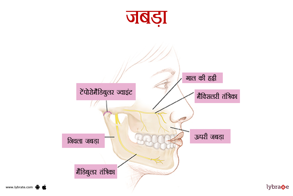 जबड़े का चित्र | Jaw Ki Image