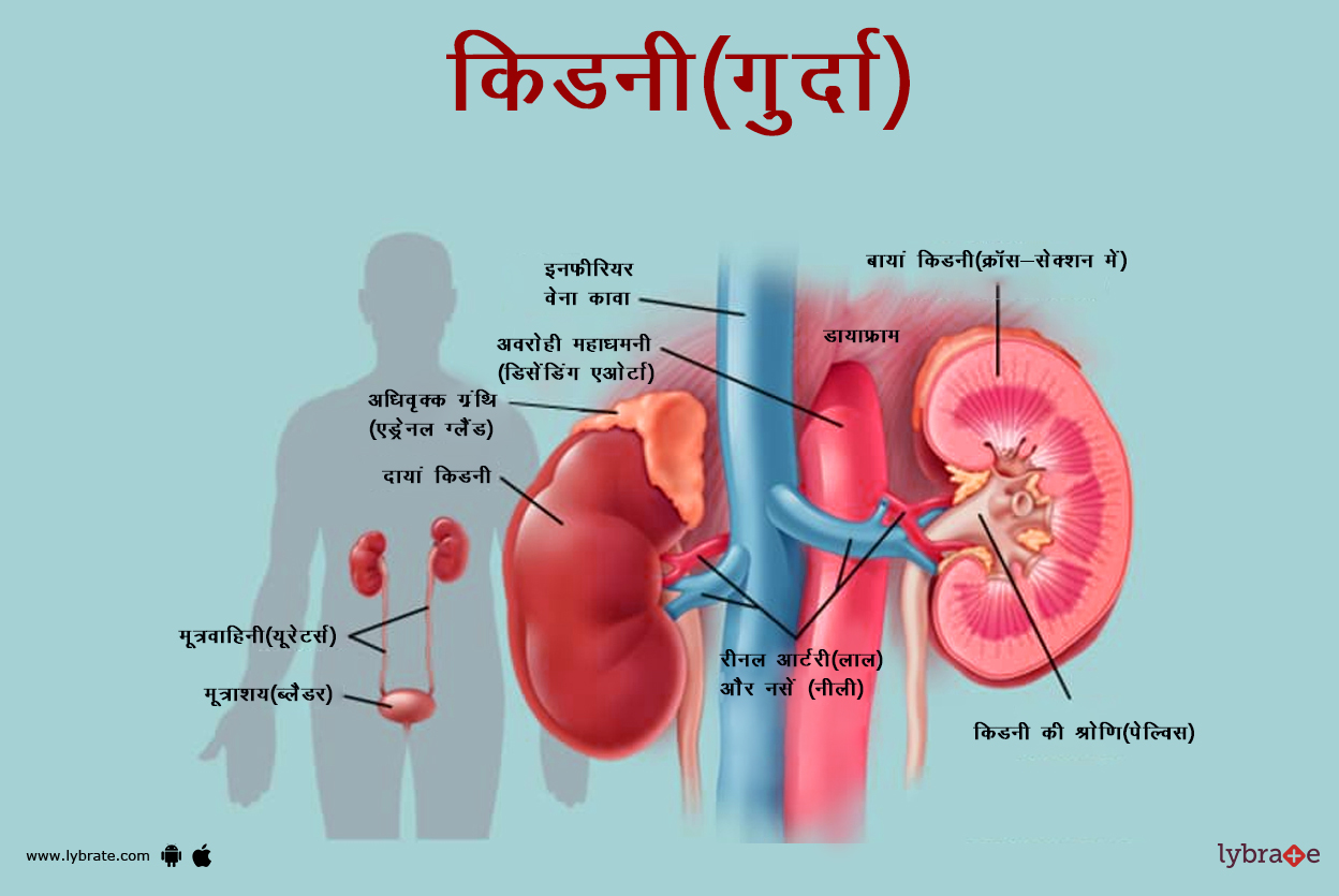 किडनी इमेज
