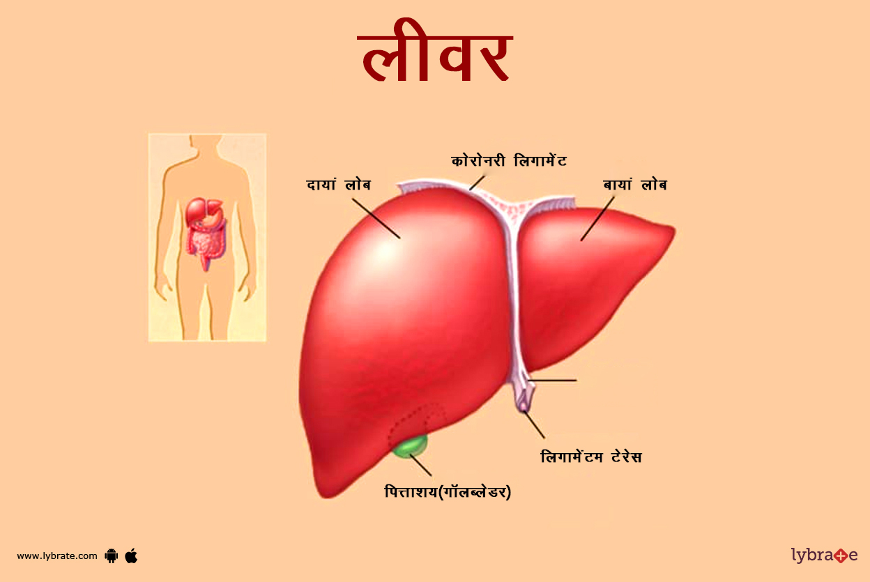 लीवर का चित्र | Liver  Ki Image
