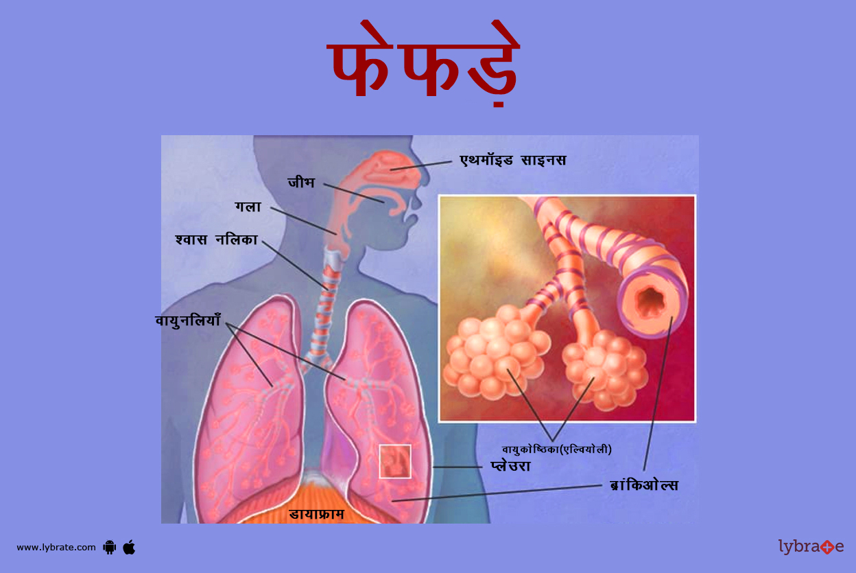 लंग्स (फेफड़े) का चित्र | Lungs Ki Image