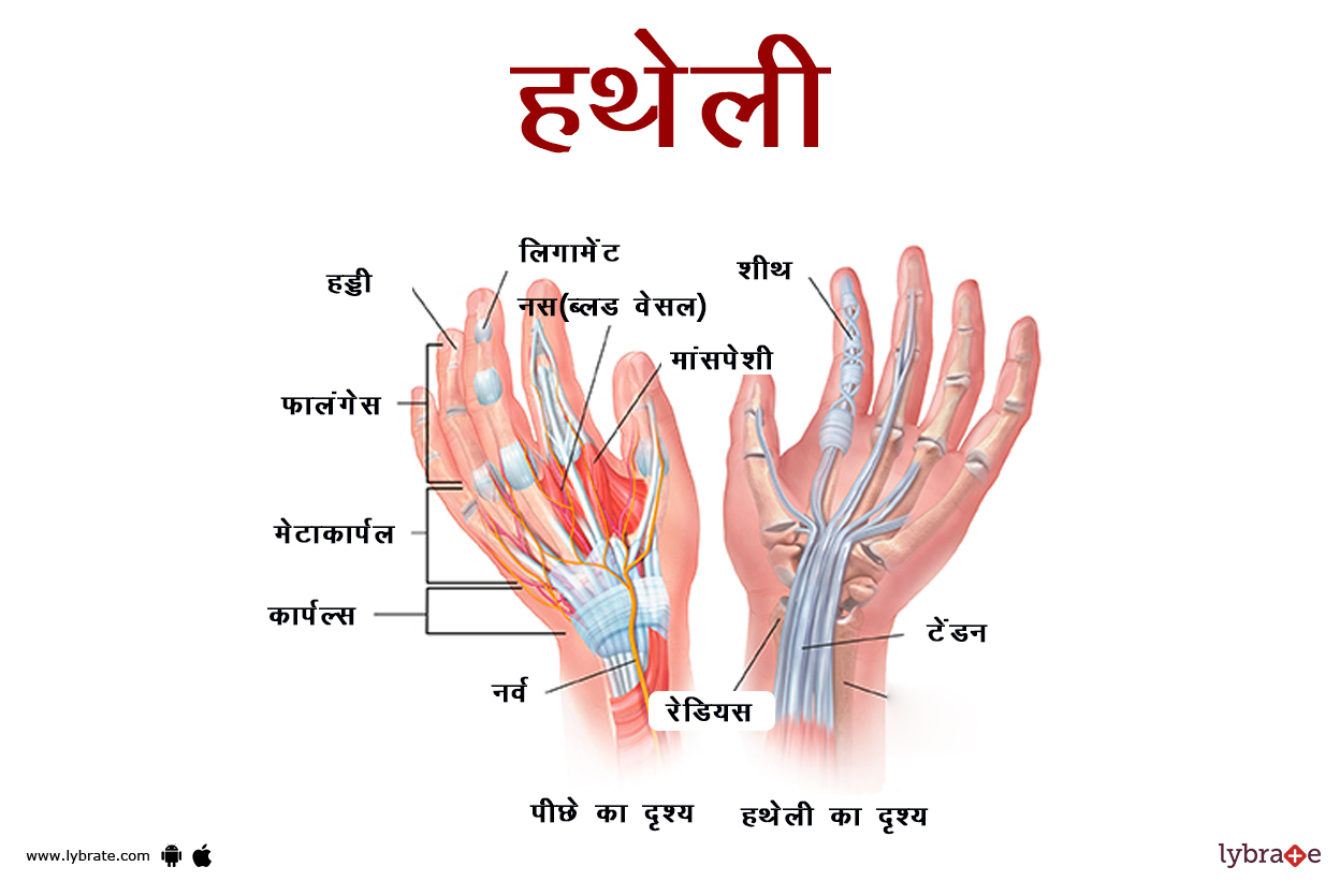 हथेली का चित्र | Palm Ki Image