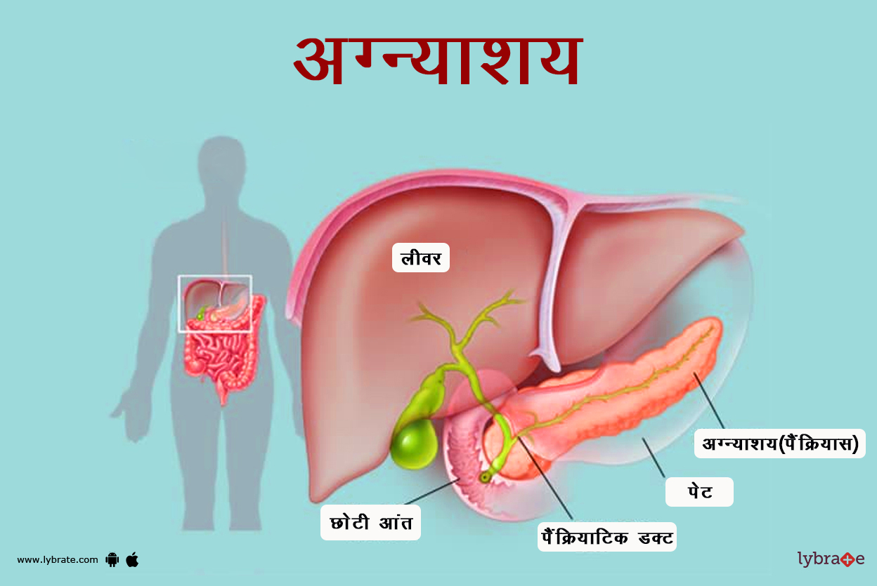 अग्न्याशय(पैंक्रियास) का चित्र | Pancreas Ki Image