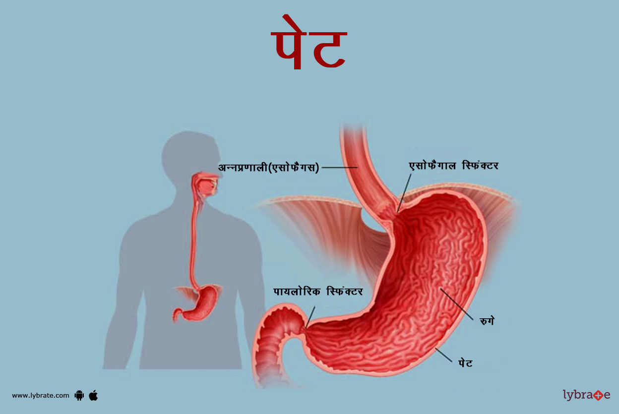पेट का चित्र | Stomach Ki Image