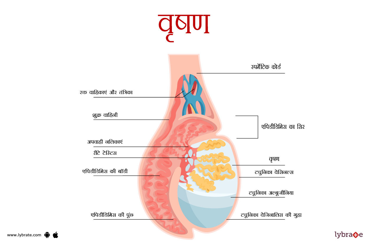 अंडकोष(टेस्टिस) का चित्र | Testis Ki Image