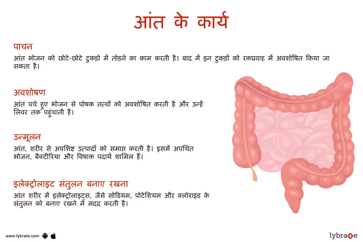 आंतों के कार्य