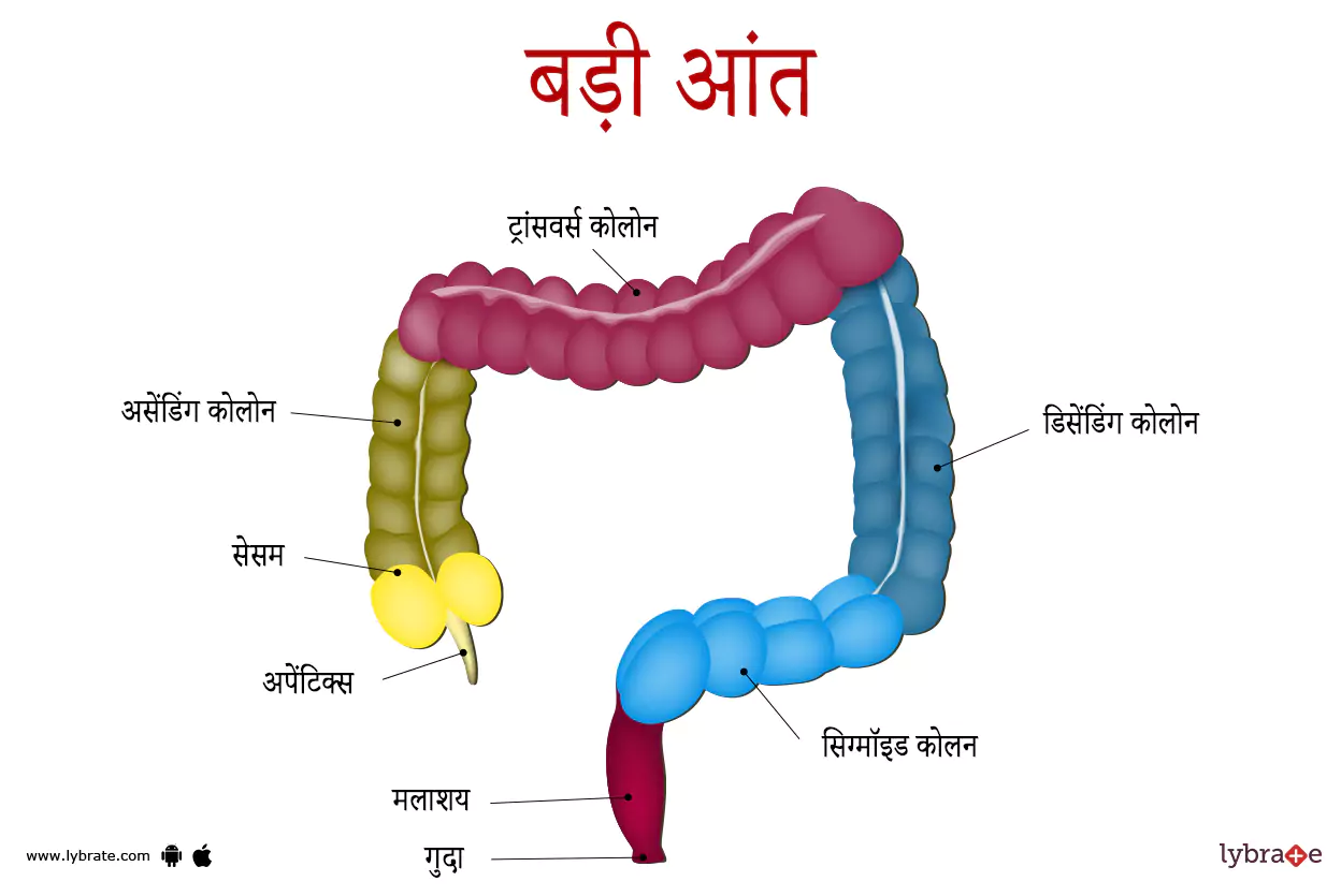 बड़ी आंत का चित्र | Large Intestine Ki Image
