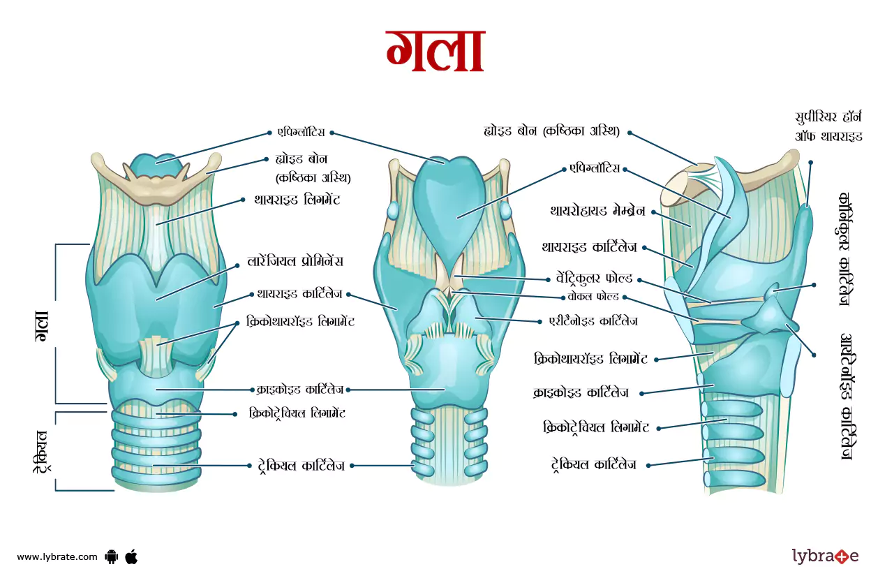 कंठ(लैरिंक्स) का चित्र | Larynx Ki Image