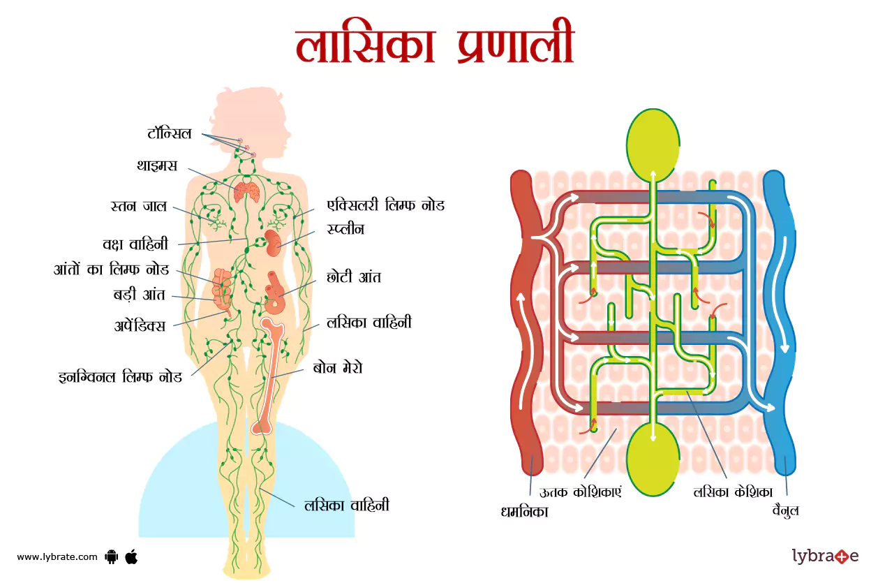 लसीका प्रणाली का चित्र | Lymphatic System Ki Image