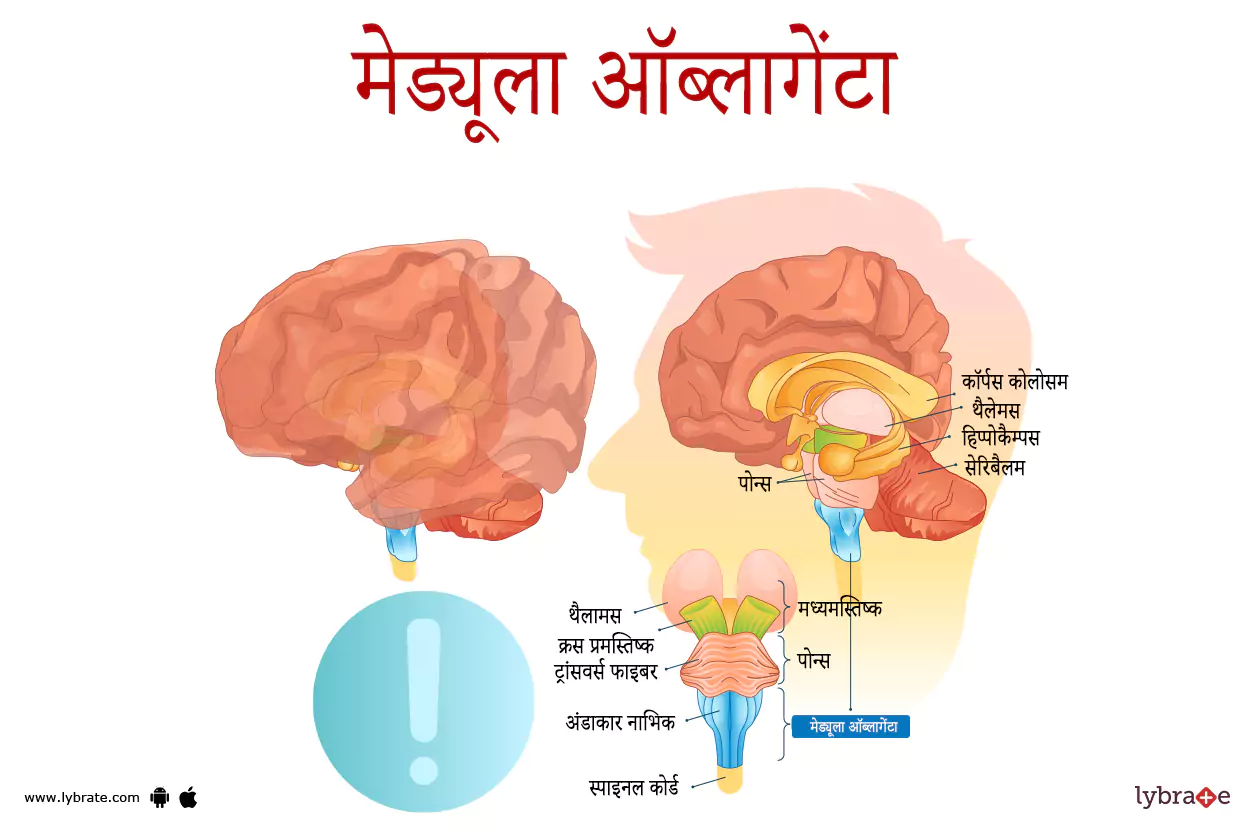 मेड्यूला ऑब्लांगेटा का चित्र | Medulla Oblongata Ki Image