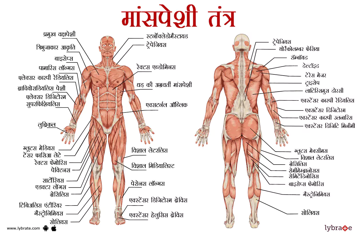 मस्कुलर सिस्टम का चित्र | Muscular System Ki Image
