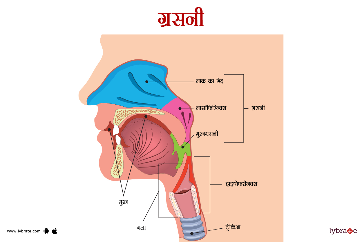 ग्रसनी(फैरिंक्स) का चित्र | Pharynx Ki Image