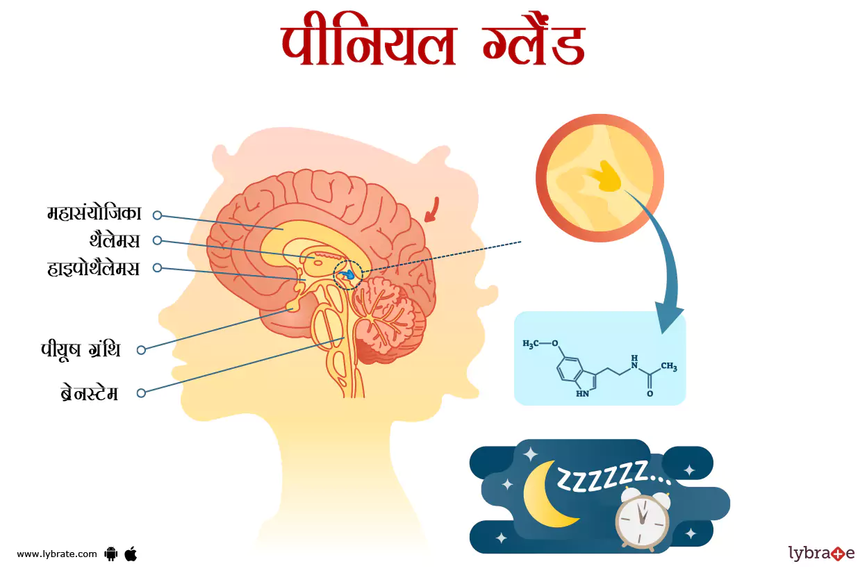 पीनियल ग्रंथि का चित्र | Pineal Gland Ki Image