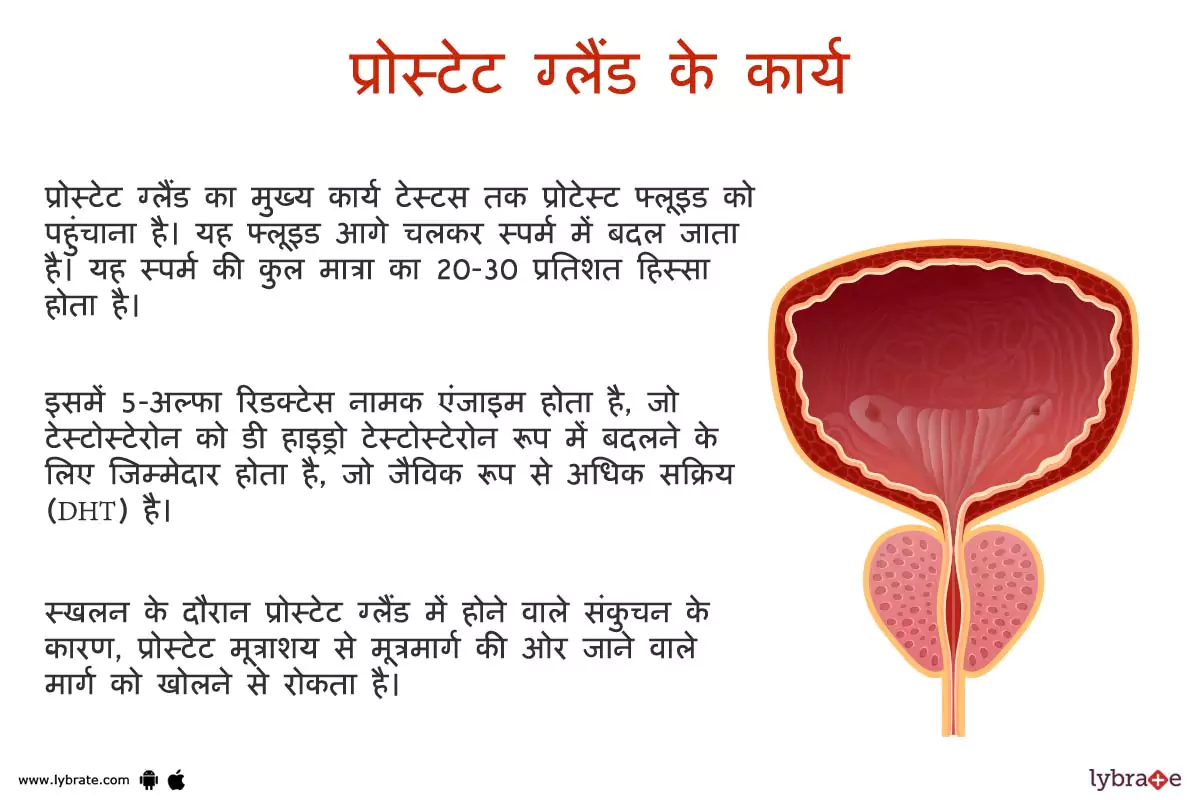 प्रोस्टेट के कार्य | Prostate Ke Kaam